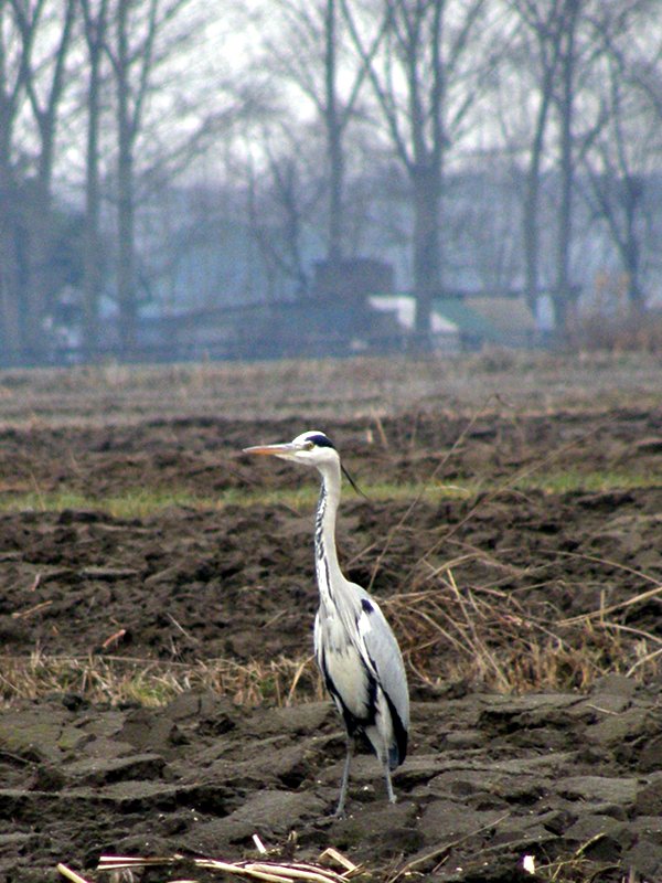 Gray Heron