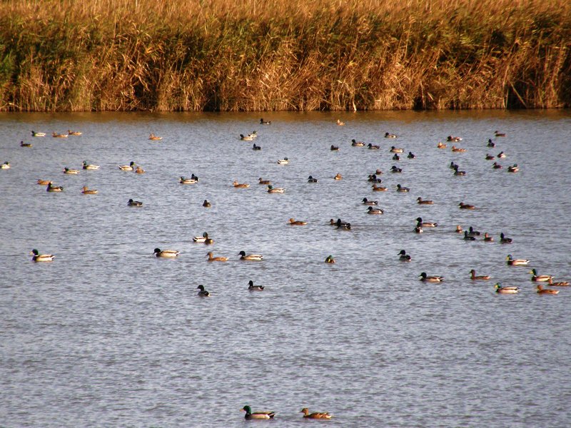 Mallards in Ca' Pisani flood plain