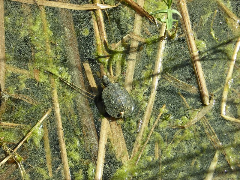 Turtle in the Botanic Garden