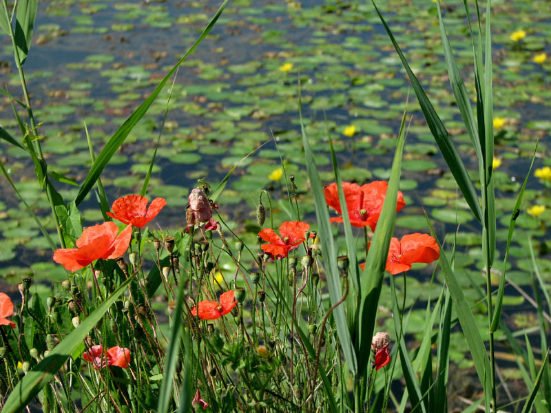 Mohn und Seerosen