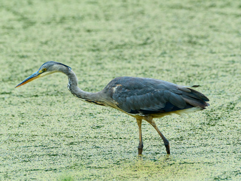 Grey Heron