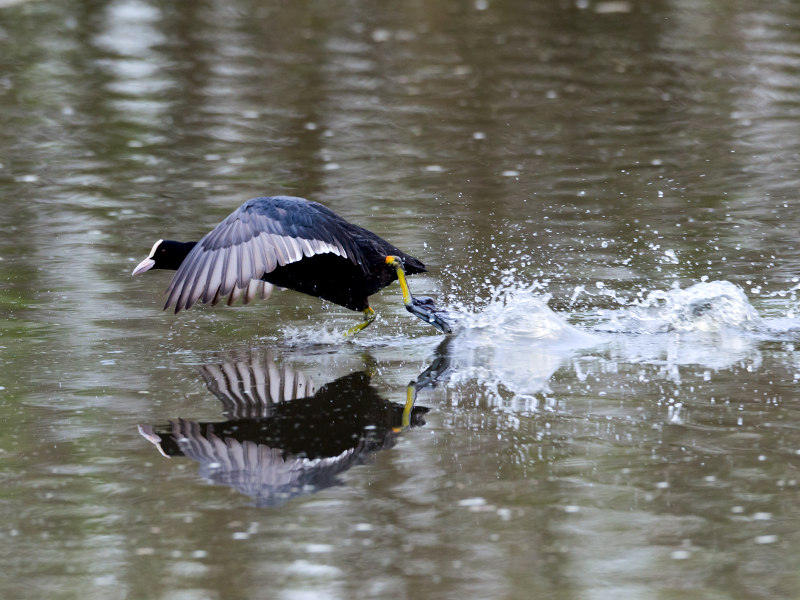 Wasserhuhn