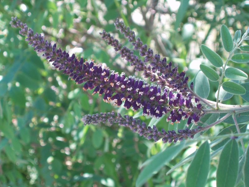 Amorpha fruticosa