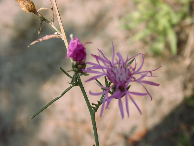 Centaurea tommasinii