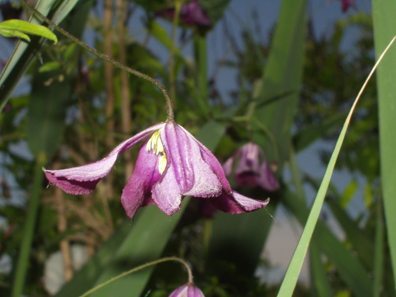 Clematis viticella