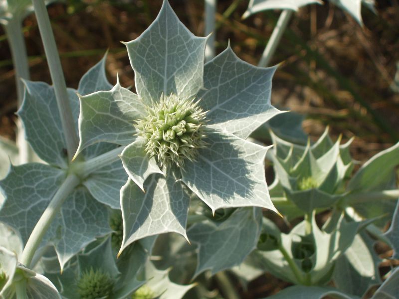 Eryngium maritimum