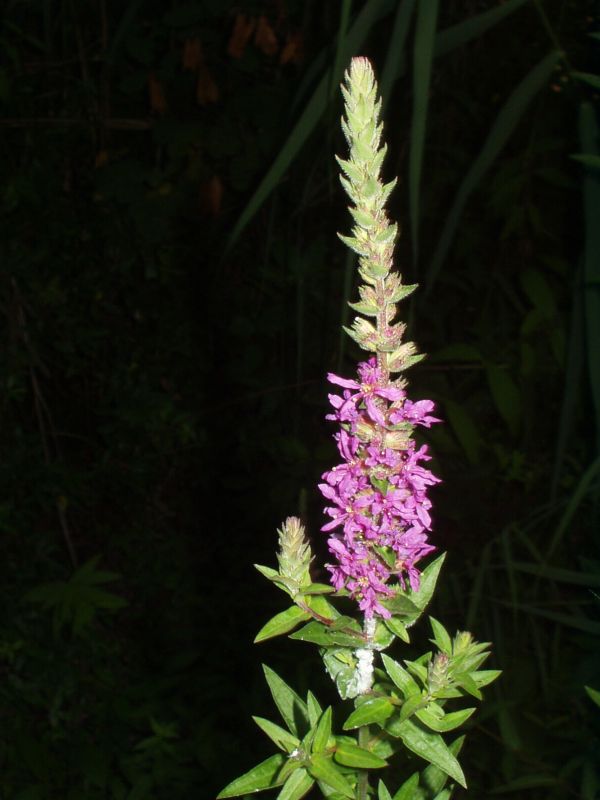 Gewöhnlicher Blutweiderich