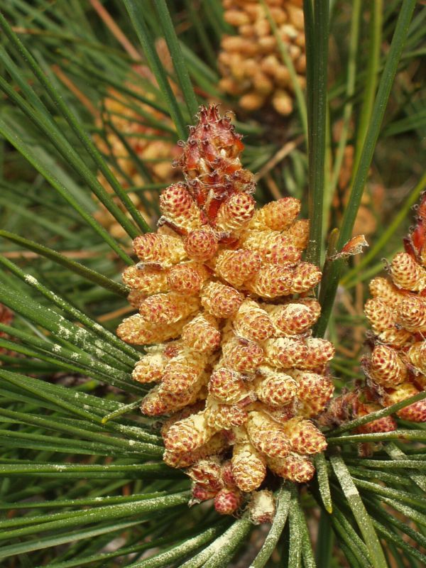 Pinus pinaster