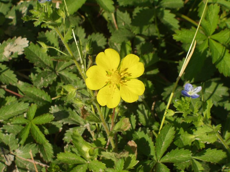 Ranunculus ficaria