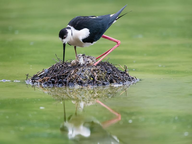 Stelzenläufer beim Brüten