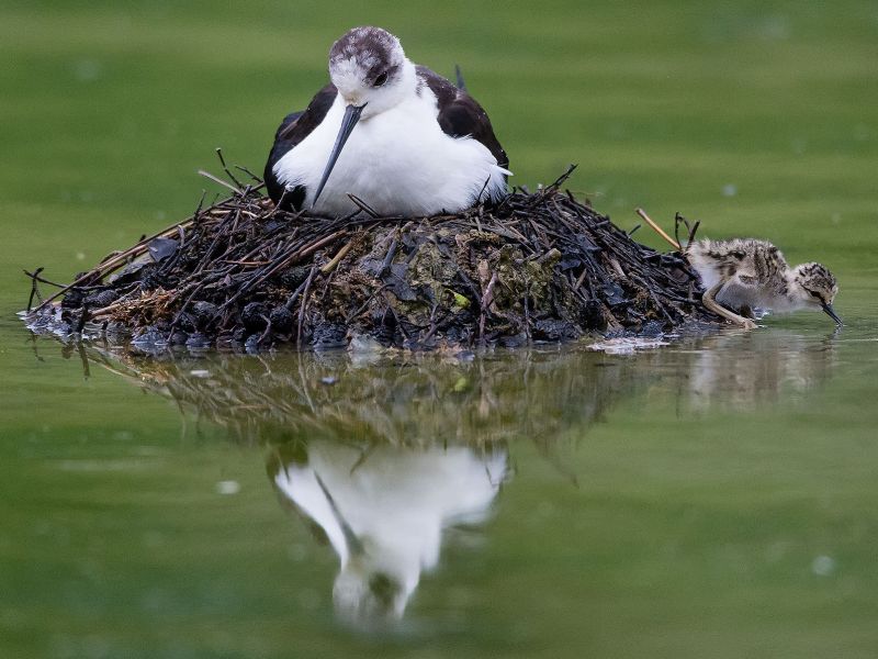 Stelzenläufer beim Brüten