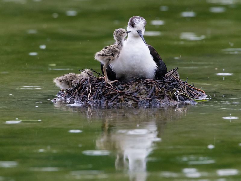 Mama Stelzenläufer mit Küken