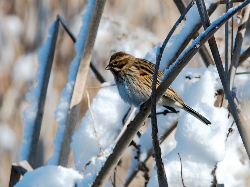 Sperlingsvögel im Schnee