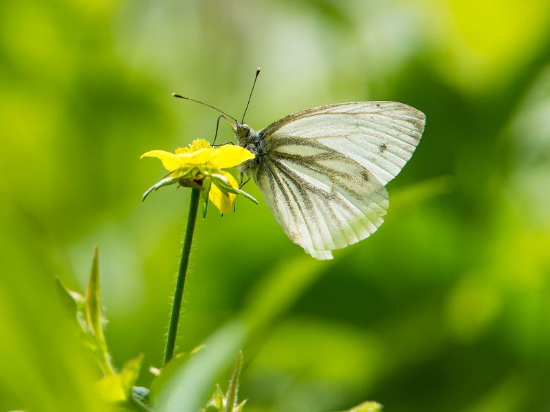 Schmetterling