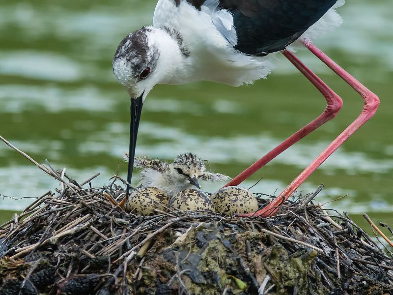 Mama Stelzenläufer mit Küken