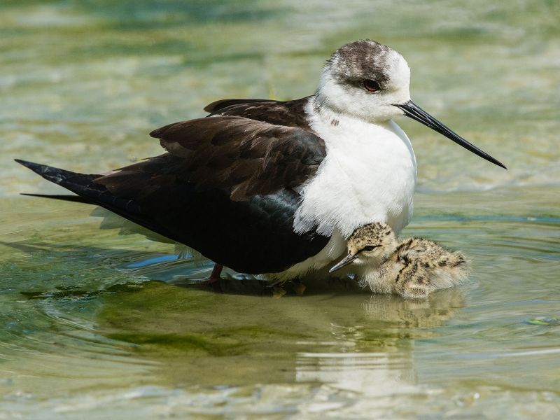 Mama Stelzenläufer mit Küken