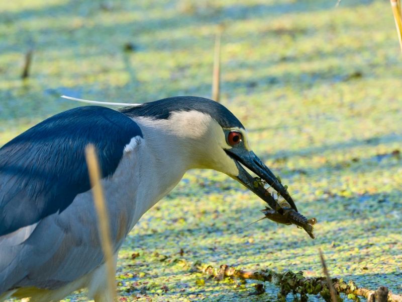 Nachtreiher beim Fischfang