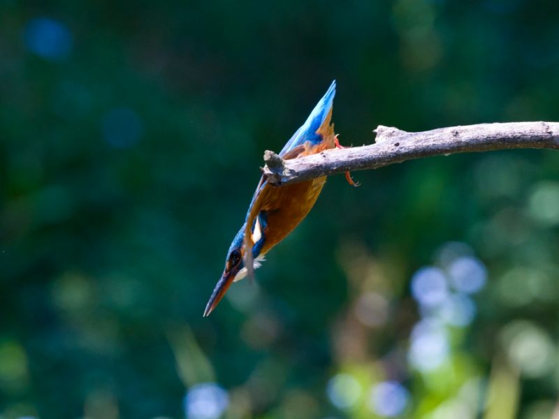 Eisvogel beim Start