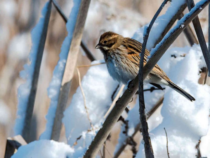 Sperlingsvögel im Schnee