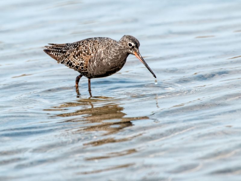 Dunkler Wasserläufer