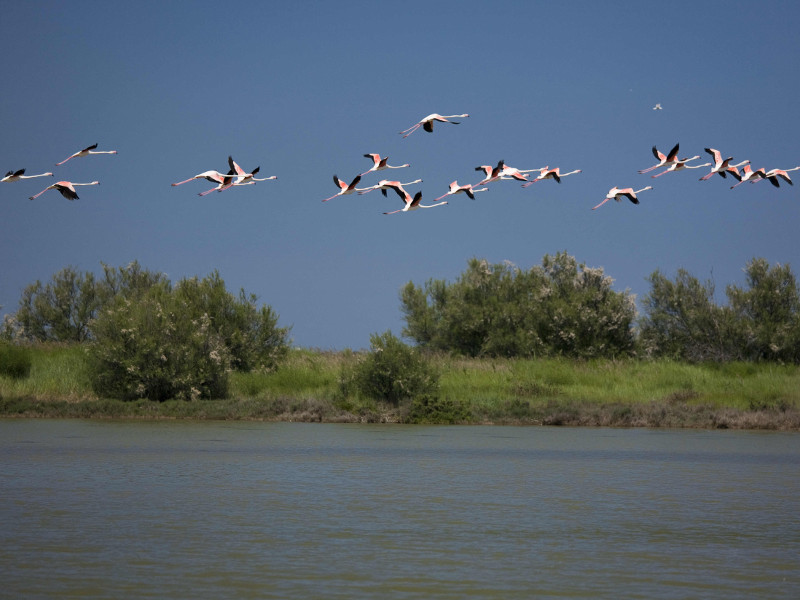 Flamingos in Valle Bagliona, Rosolina (RO)