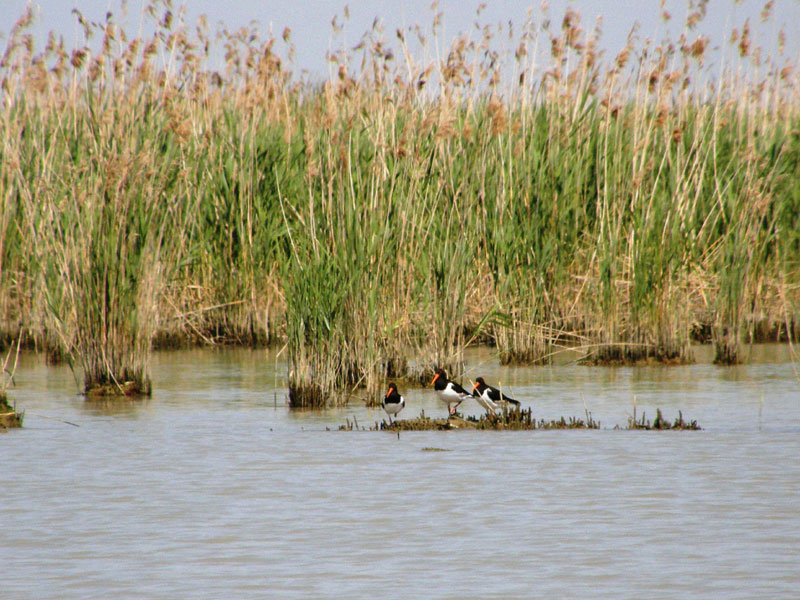 Eurasian Oystercatcher